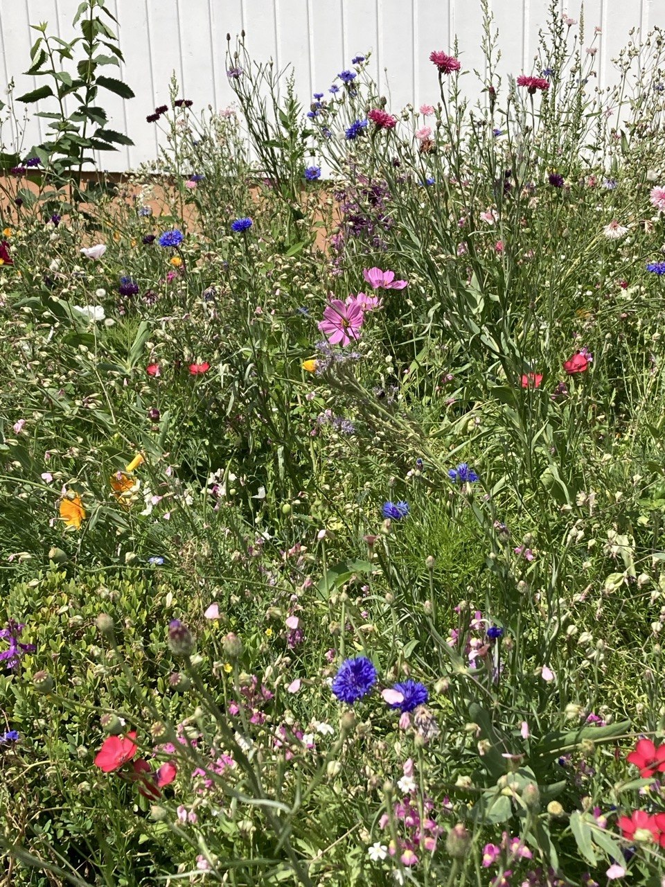 Dicht bewachsene Blühfläche mit Kornblumen, Cosmeen, Mohn und Lichtnelken vor einer Hauswand.