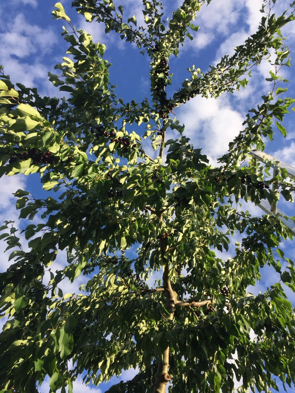Blick von unten in die Krone eines tragenden Süßkirschbaums: durchgehender Leittrieb, klar verteilte Hauptäste und viel Licht zwischen den Fruchtästen.