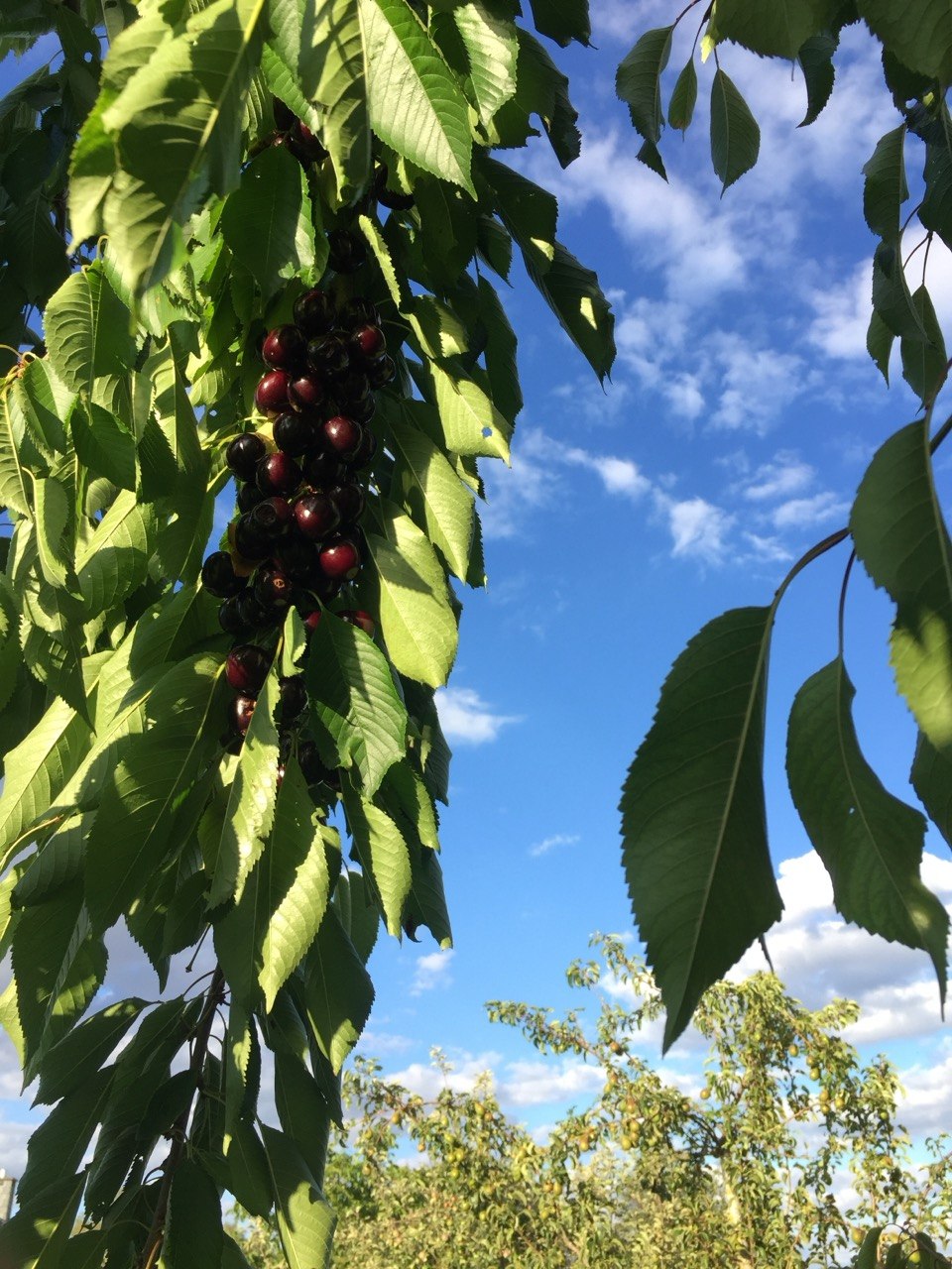 Reife, dunkle Süßkirschen hängen in dichten Büscheln am Fruchtholz eines Kirschbaums vor blauem Himmel.