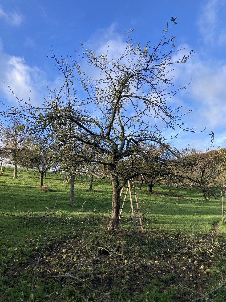 Frisch geschnittener Apfelbaum auf einer Streuobstwiese: ausgelichtete Krone, angelehnte Holzleiter, Schnittgut liegt am Boden.