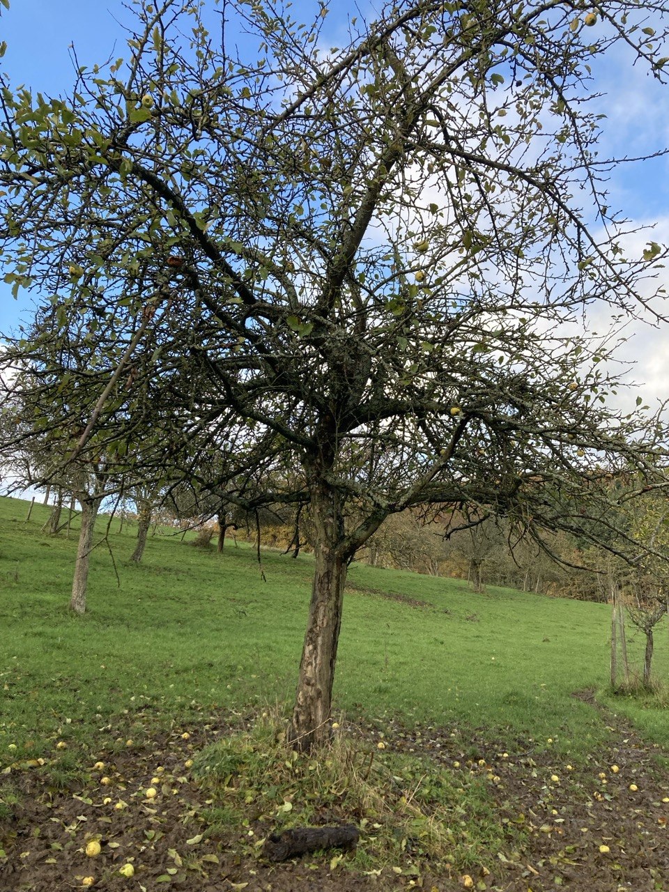 Alter Apfelbaum vor dem Schnitt: dicht verzweigte Krone aus vielen feinen Trieben, kaum Licht im Kroneninneren.